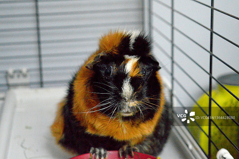 阿比西尼亚豚鼠图片素材