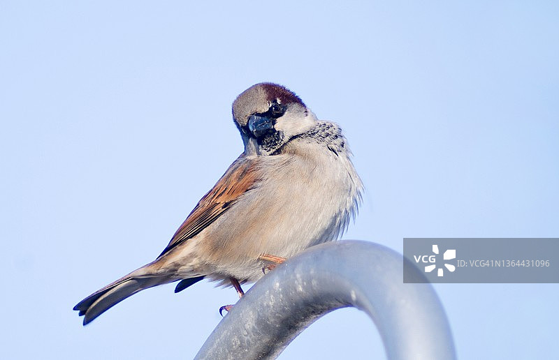 雄性家麻雀特写图片素材