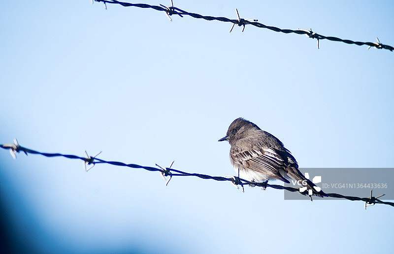 栖息在带刺铁丝网上的黑菲比鸟图片素材