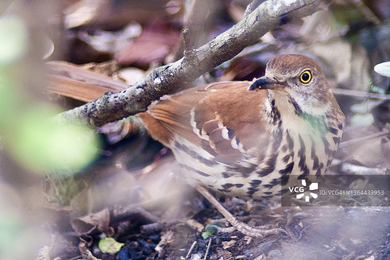 棕色嘲鸫特写图片素材