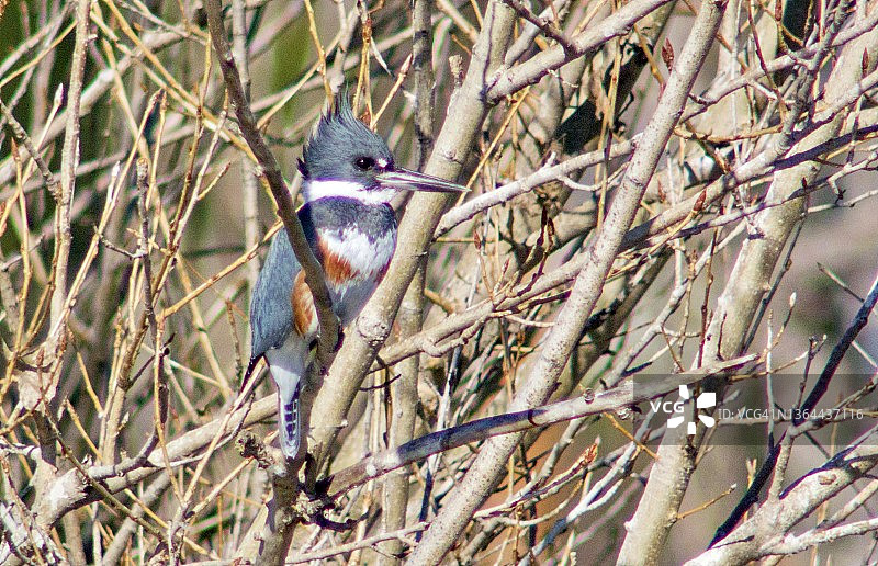 栖息在树枝上的雌性带鱼狗图片素材