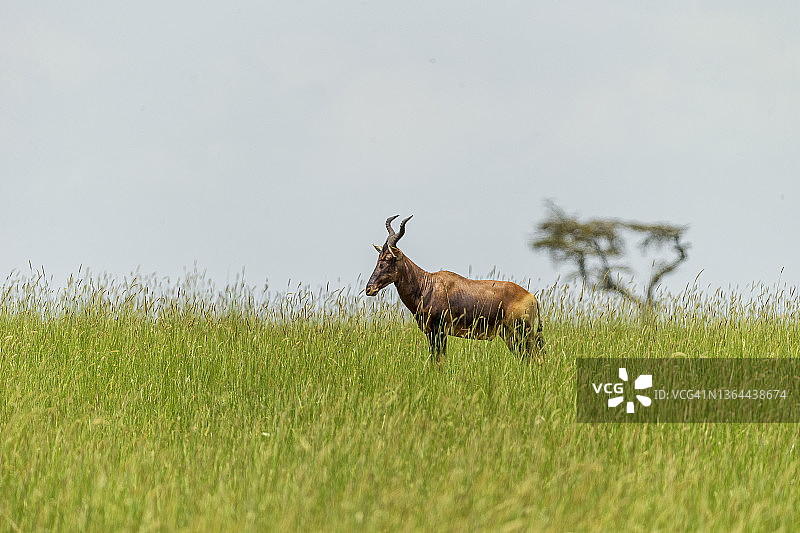 斯韦恩狷羚图片素材