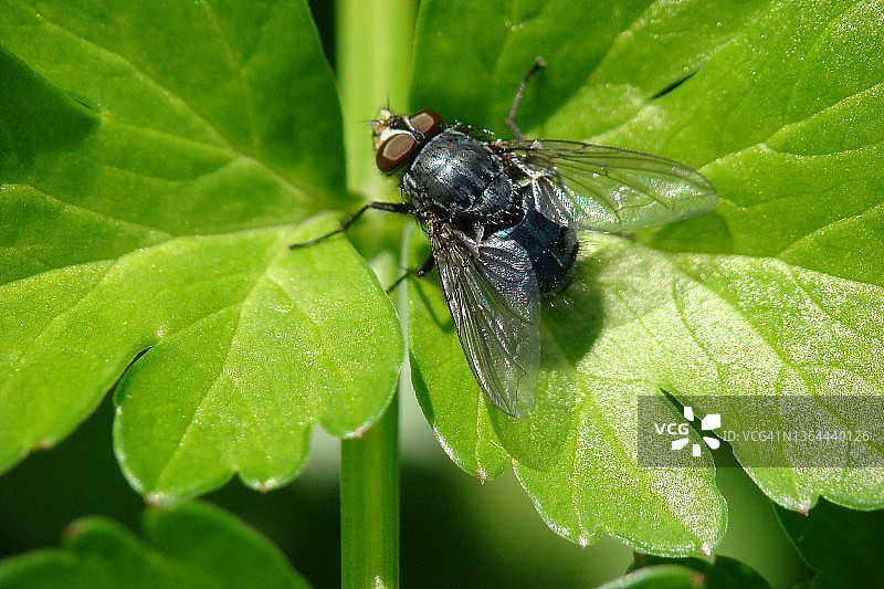 蓝色丽蝇图片素材