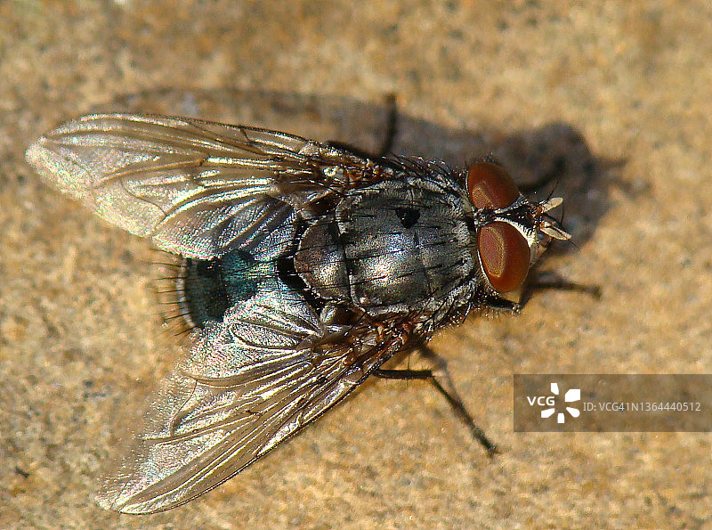 蓝色丽蝇图片素材