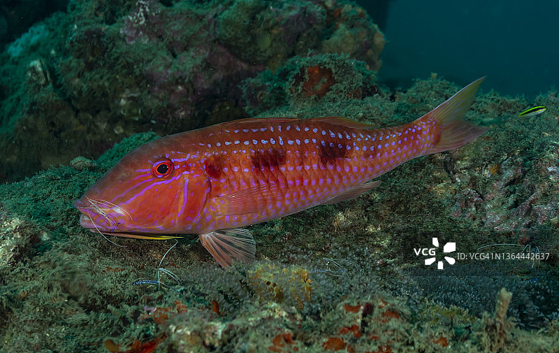 鲂鲹和虾图片素材