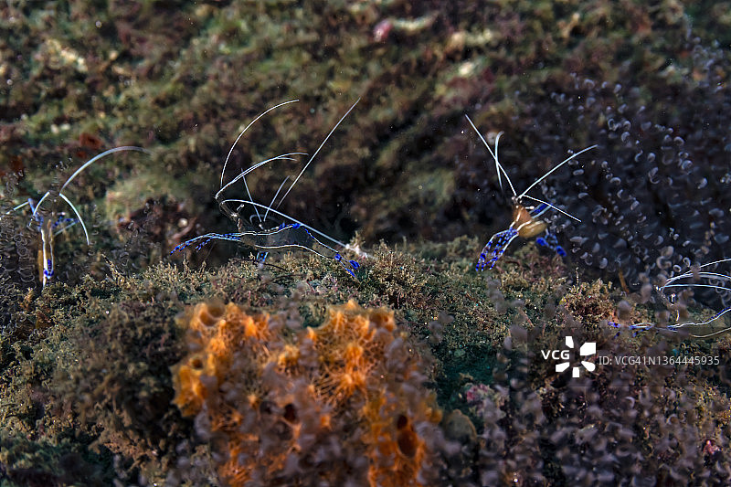 清洁虾图片素材