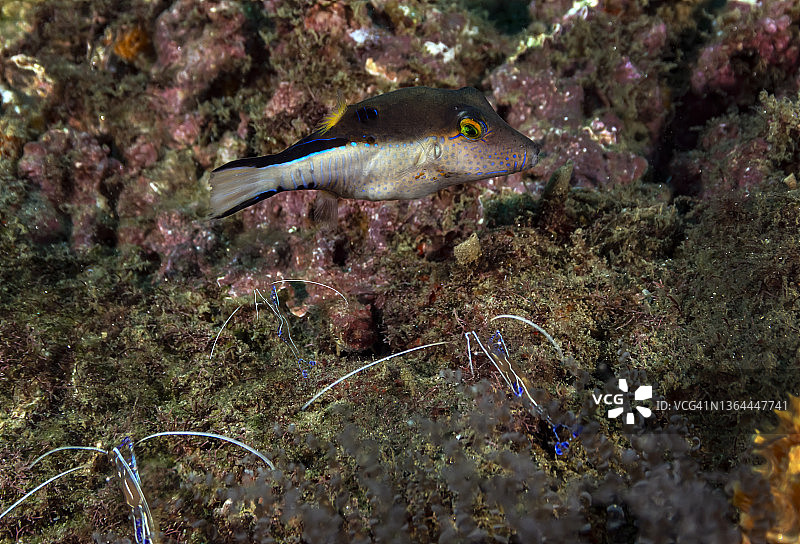 尖鼻河豚和小虾图片素材