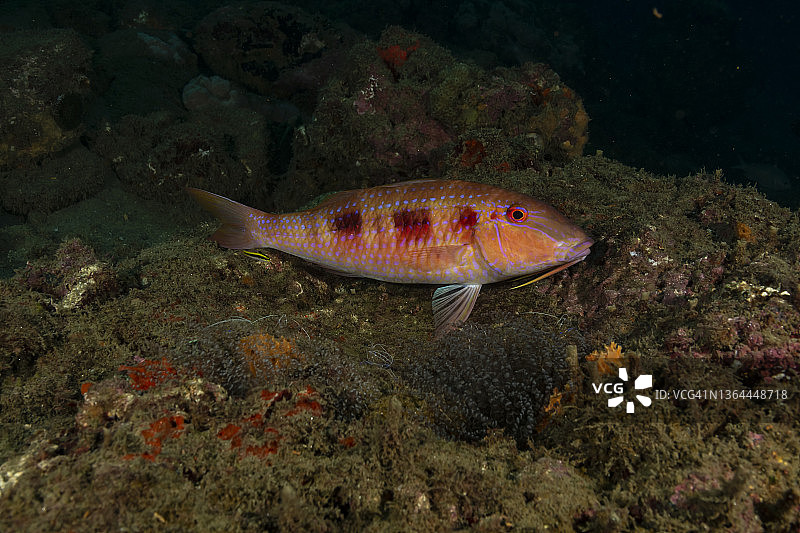 鲂鲹和虾图片素材