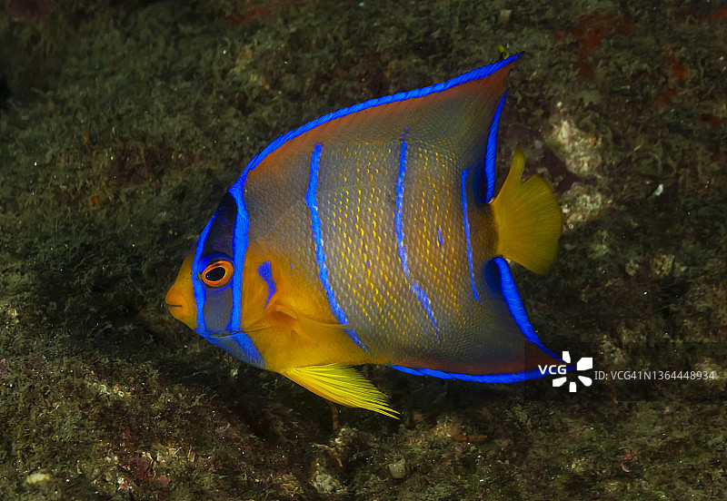 女王神仙鱼图片素材