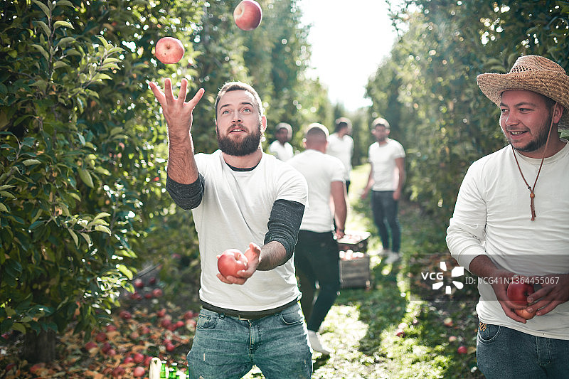 果园里留着胡子的男工人在耍苹果图片素材
