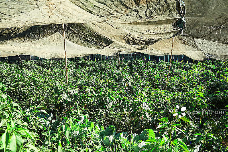 农场上防护网下的农作物图片素材