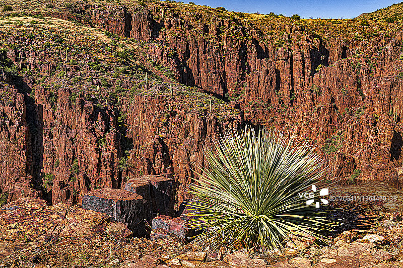 红色的悬崖上的一颗丝兰图片素材