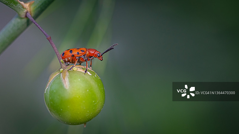 十二星瓢虫和天门冬图片素材