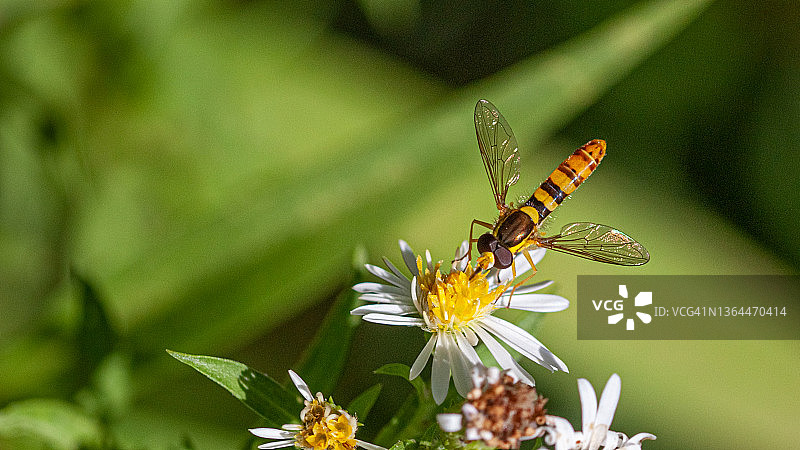 长腹食蚜蝇图片素材