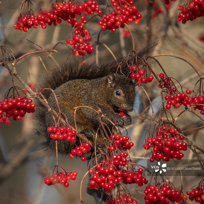 黑松鼠图片素材