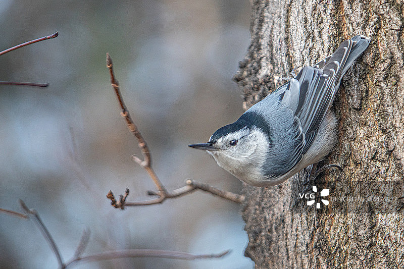 白胸䴓图片素材