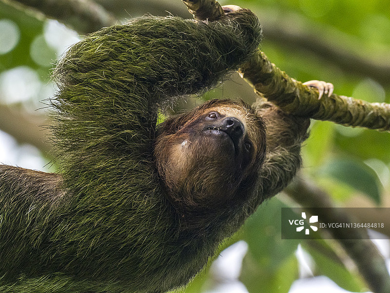 三趾树懒图片素材