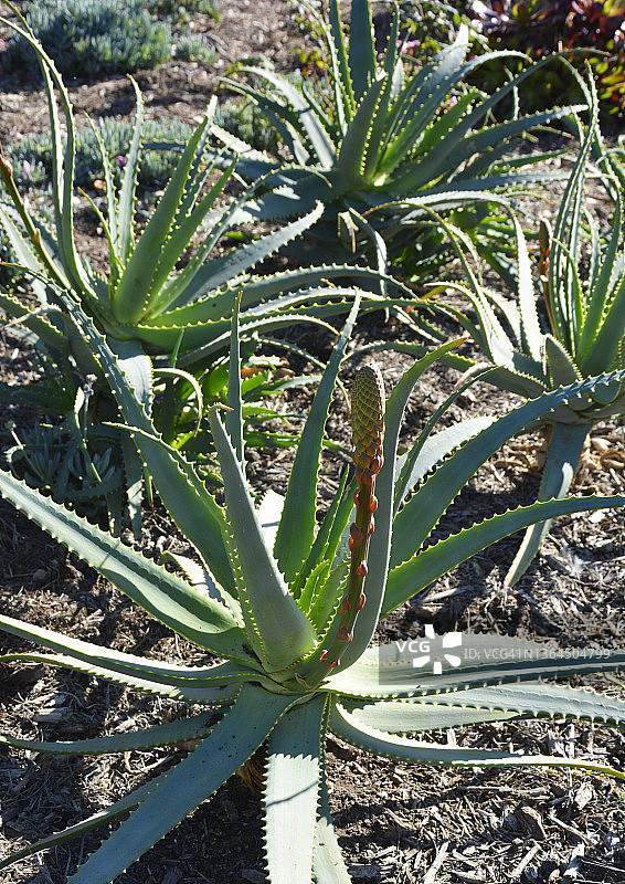 盛开的肖氏龙舌兰图片素材