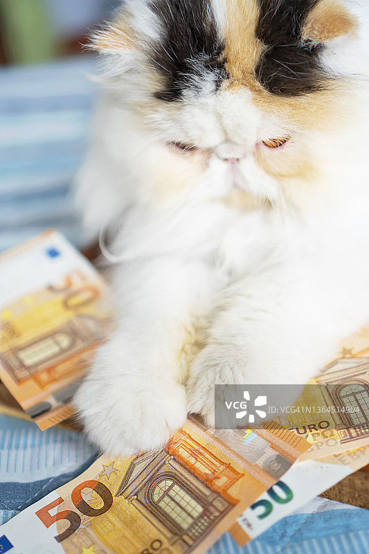 猫咪试图用爪子抓住50欧元钞票图片素材