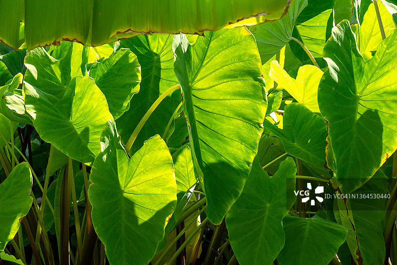 叶子心形图案图片素材