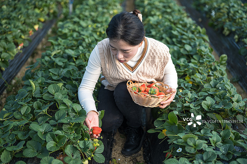 年轻女子蹲在地上摘草莓图片素材