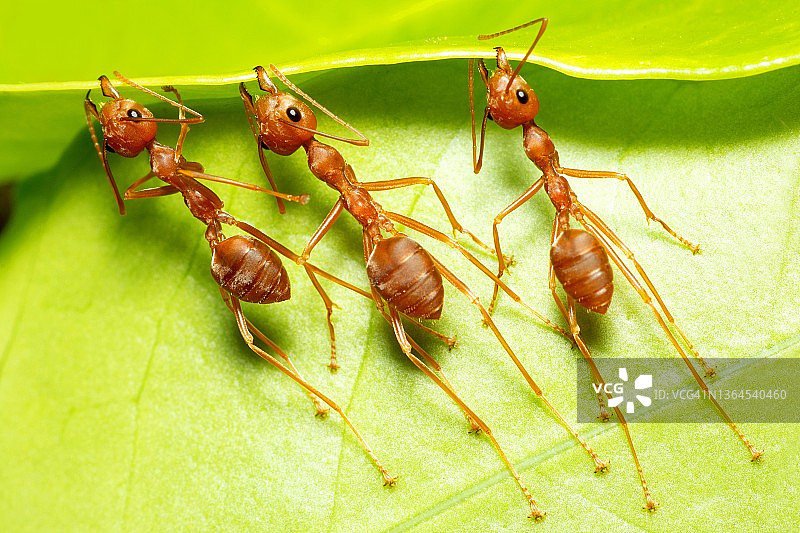 三只蚂蚁啃咬树叶筑巢——动物行为图片素材