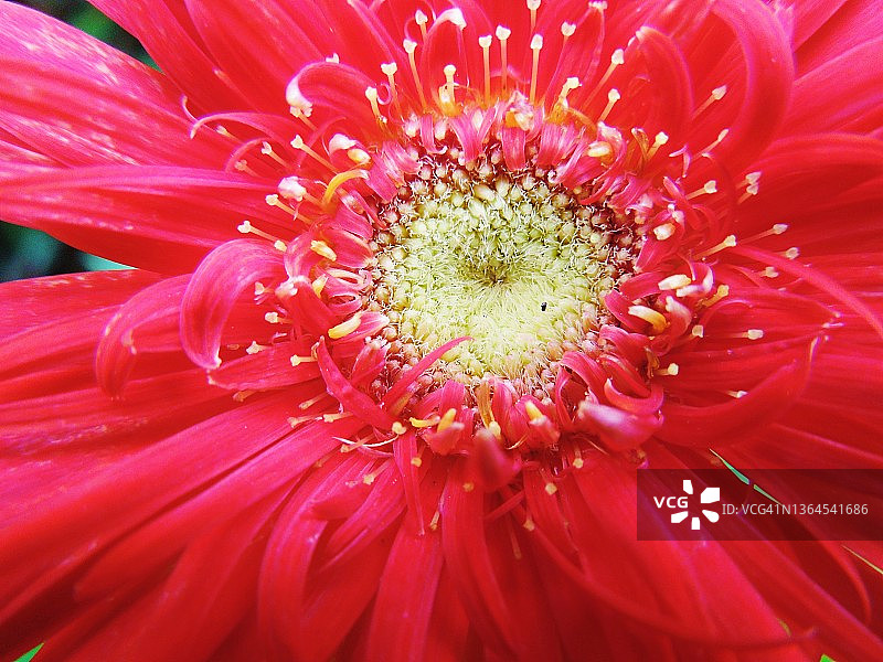 特写：鲜红色的非洲菊植物花朵中心部分图片素材