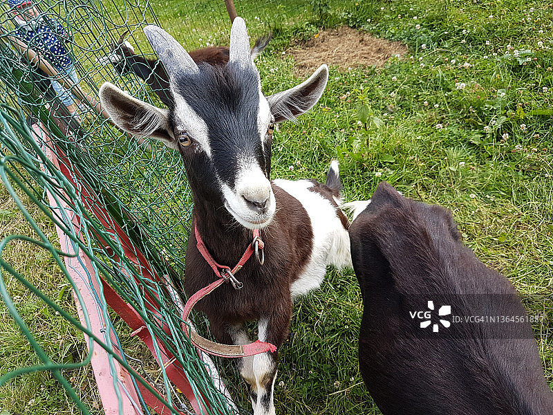 栅栏旁的小山羊图片素材