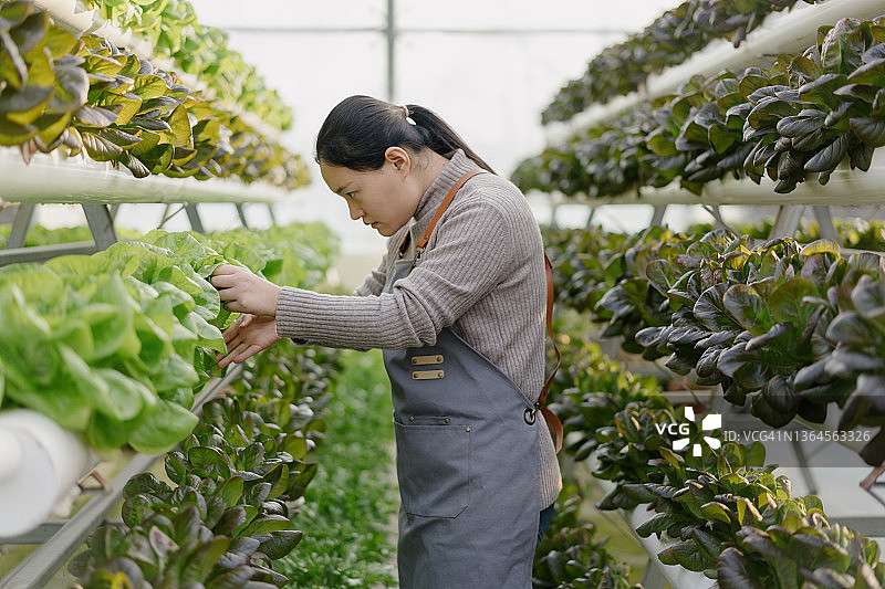 在蔬菜温室里工作的亚洲女孩图片素材