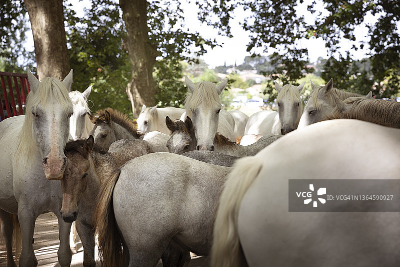 夏季绿树成荫的户外围栏里站立的卡马格马和马驹群图片素材