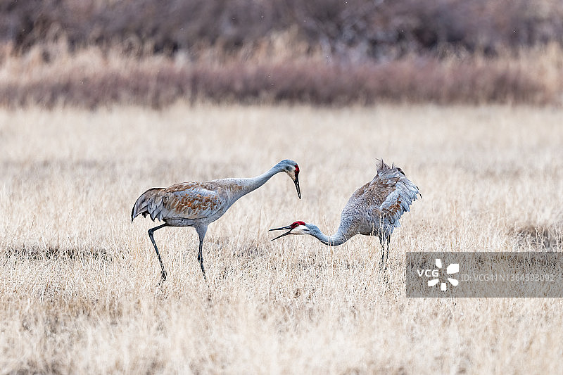 沙丘鹤交配舞图片素材