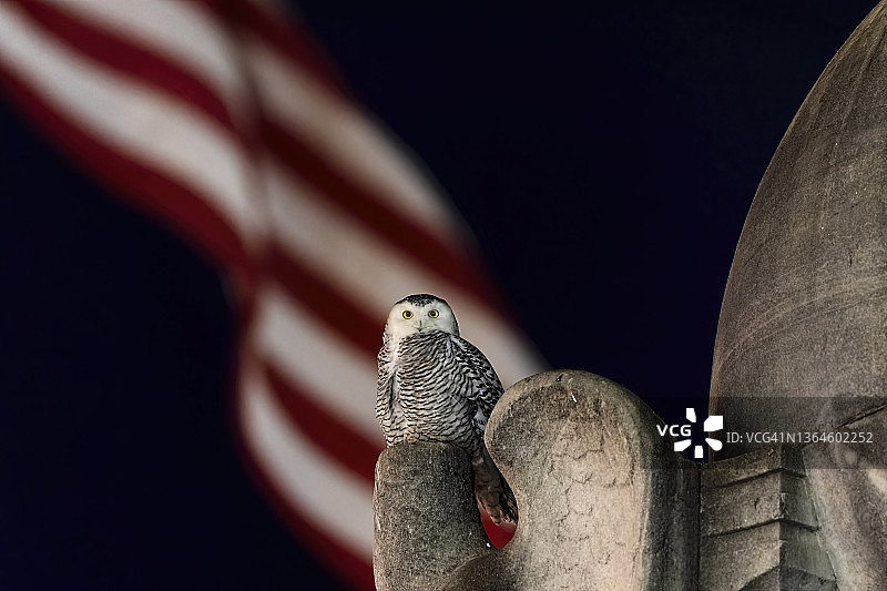 DC爱国雪鸮图片素材