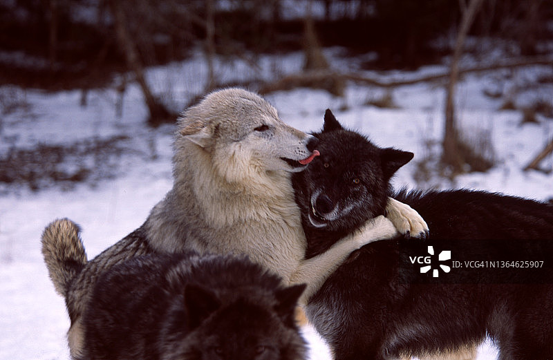 两匹狼在雪地里嬉戏打闹图片素材