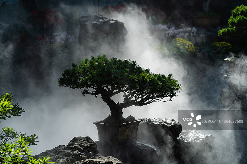 盆景树图片素材