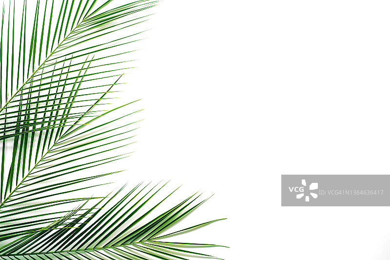 白色背景上的棕榈叶热带树枝图片素材