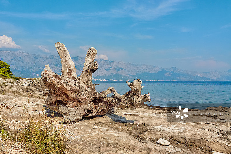 克罗地亚布拉奇岛海岸上的浮木图片素材