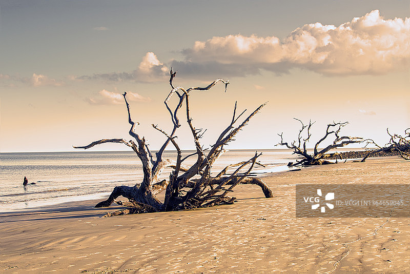 格鲁吉亚哲基尔岛漂流木海滩图片素材