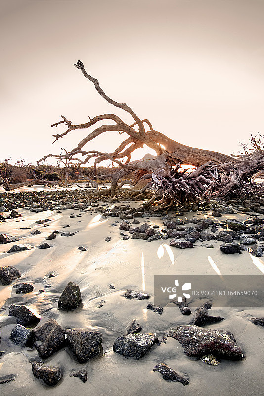 格鲁吉亚哲基尔岛漂流木海滩图片素材