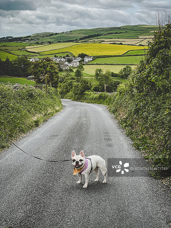 在湖区乡村遛狗图片素材