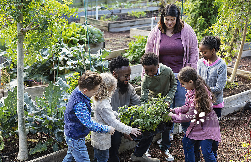 成人与儿童在社区花园种植图片素材