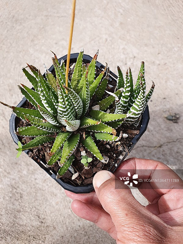 条纹十二卷图片素材