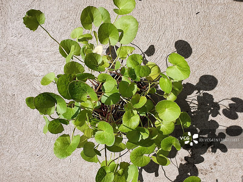 积雪草，又称 Centella Asiatica 或 Pennywort图片素材