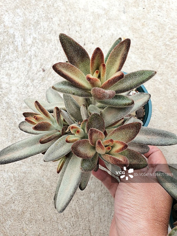 绒毛掌丘巧克力士兵或熊猫植物特写图片素材