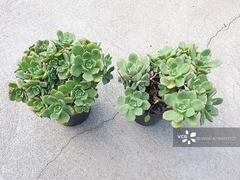 莲花掌多肉植物图片素材