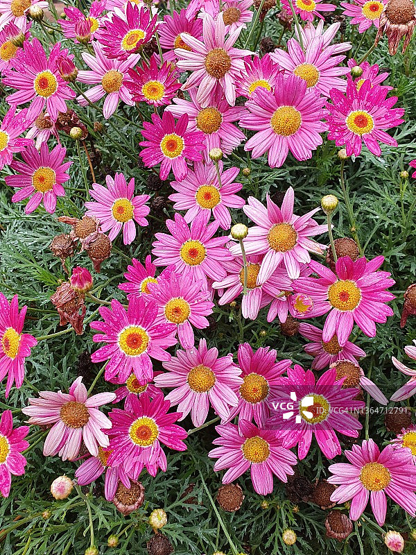 玛格丽特雏菊图片素材