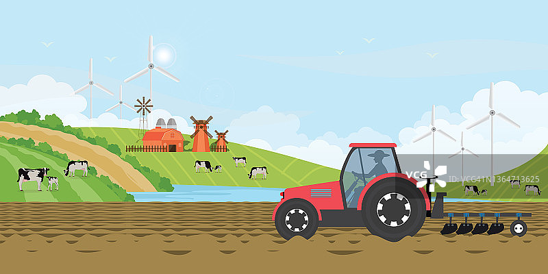 农民驾驶拖拉机在农田中，田野里有荷斯坦奶牛和小牛图片素材