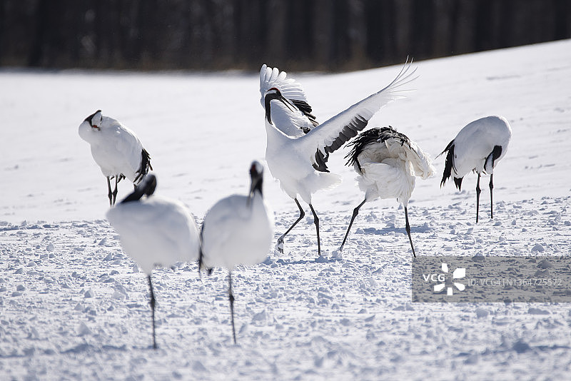 日本红顶鹤群在冬季钏路北海道雪山上图片素材