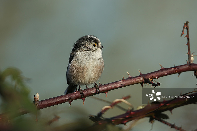 一只美丽的银喉长尾山雀栖息在冬天荆棘丛的树枝上图片素材