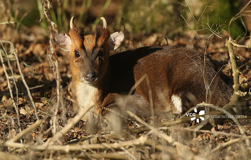 雄伟的赤麂躺在林地里图片素材
