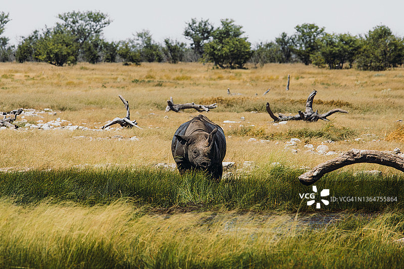 在埃托沙国家公园的草原上行走的黑犀牛，纳米比亚图片素材